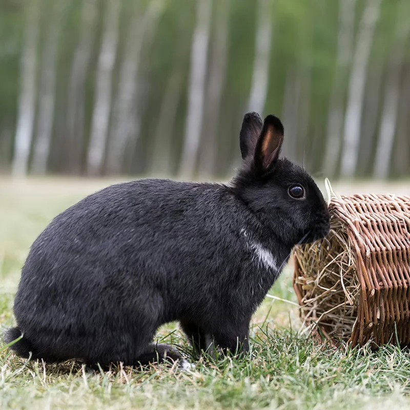 Tunnel en osier — Accessoires pour chinchilla, photo 2 sur 5