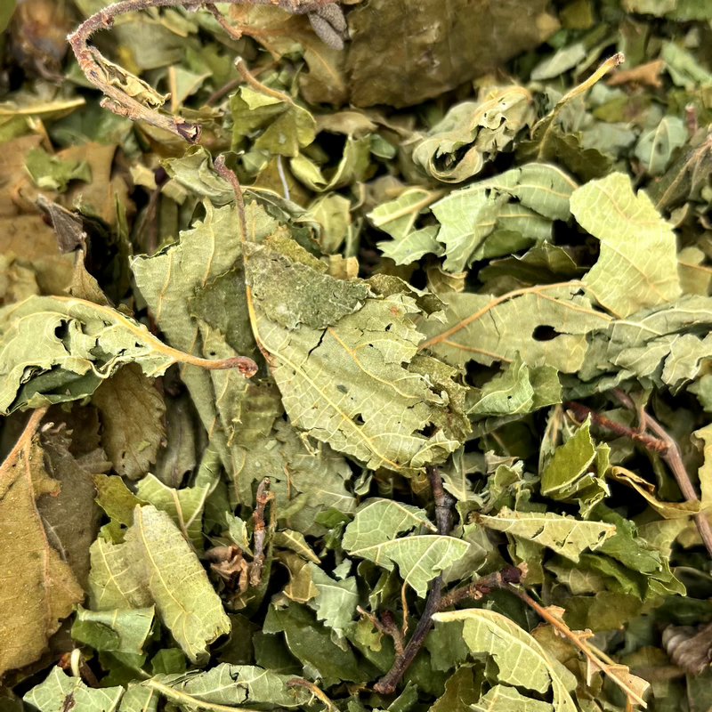 Feuilles de noisetier — Friandises pour gerbille, photo 2 sur 2