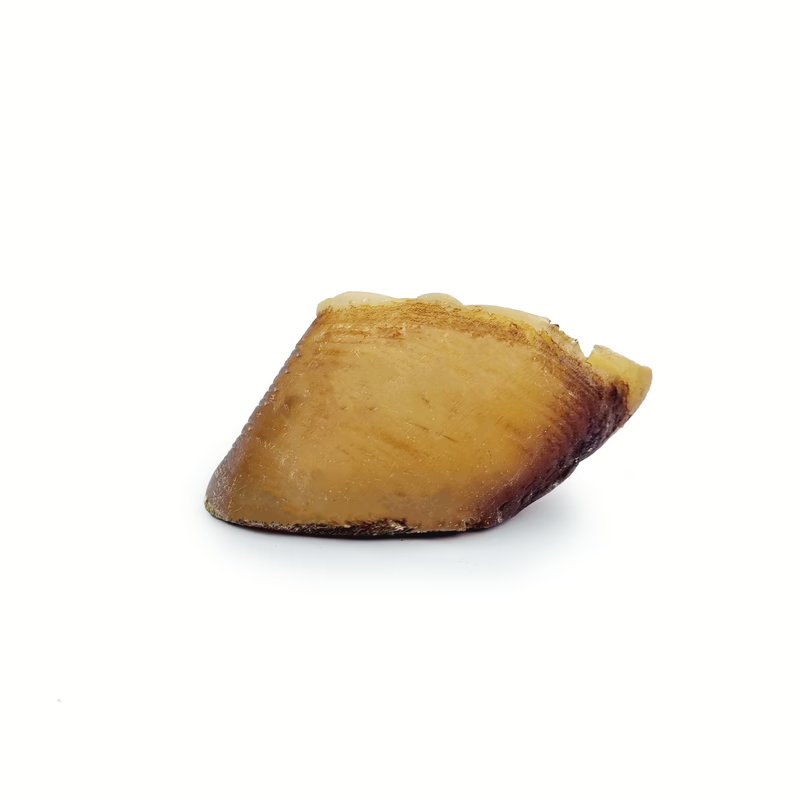 Sabot de boeuf — Mastication pour chien, photo 3 sur 3