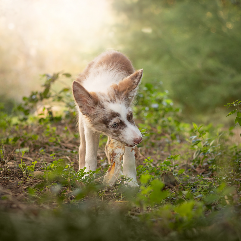Apalache | Oreilles de lapin avec poils – Image 2