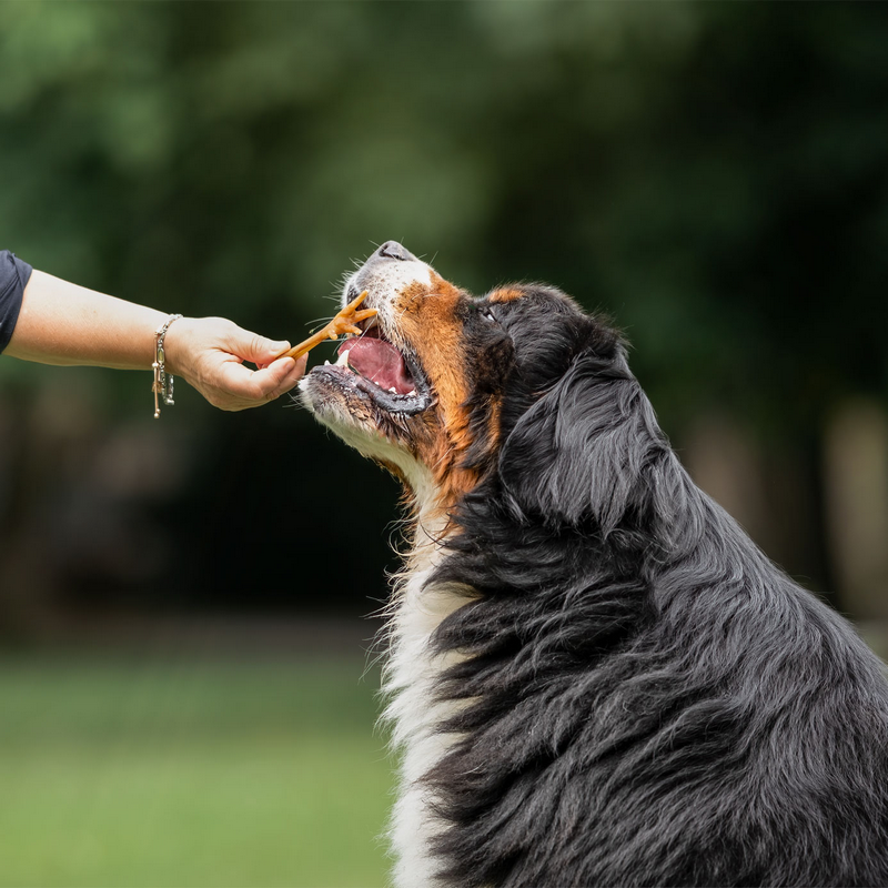 Apalache | Pattes de poulet – Image 2
