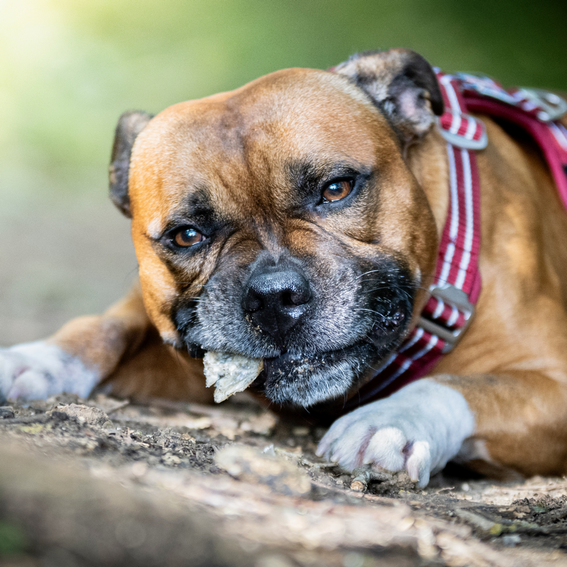 Apalache | Peau de saumon avec viande – Image 2