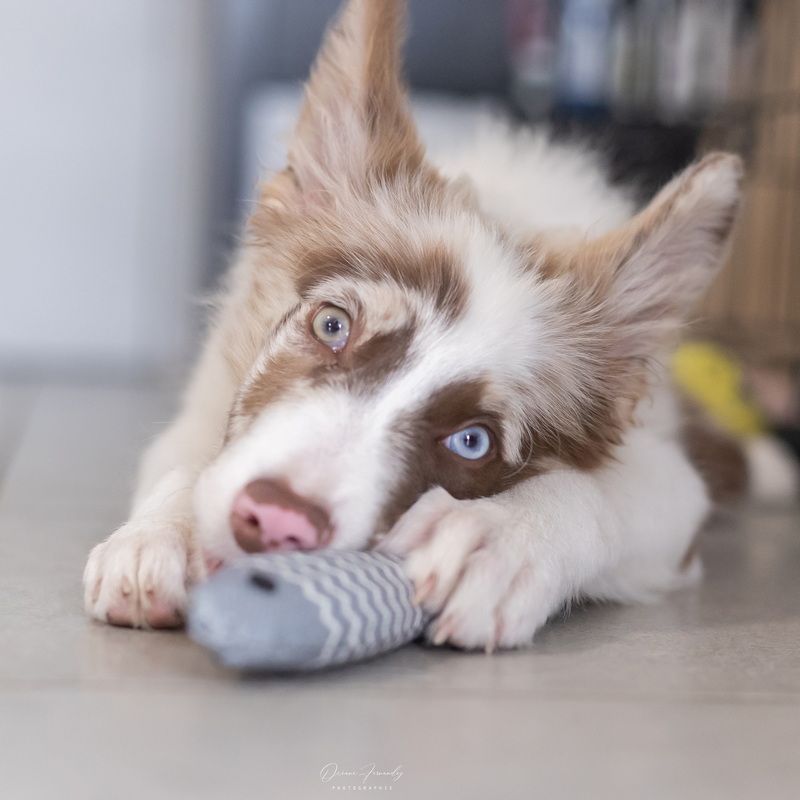 Trixie | Poisson en tissu – Image 2