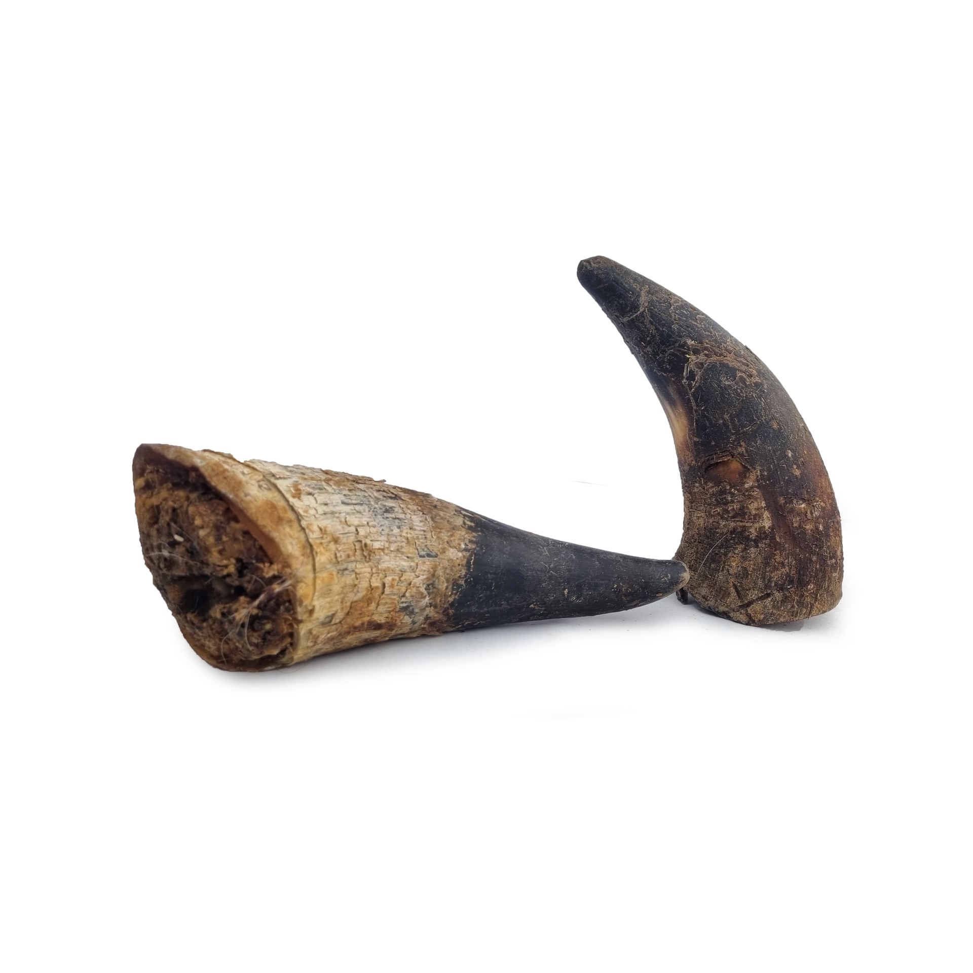 Apalache | Corne de bœuf