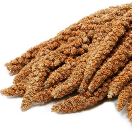 Nacture | Épis de panis