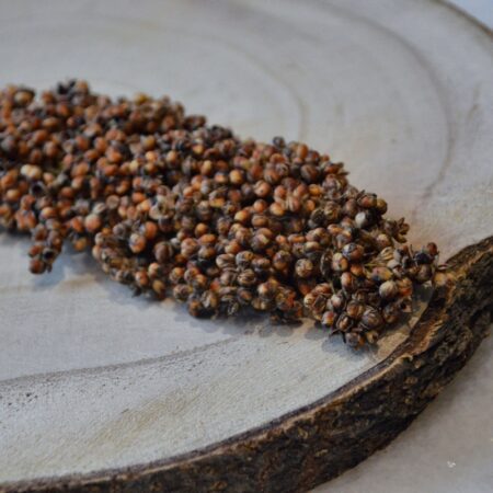 épis de sorgho roux