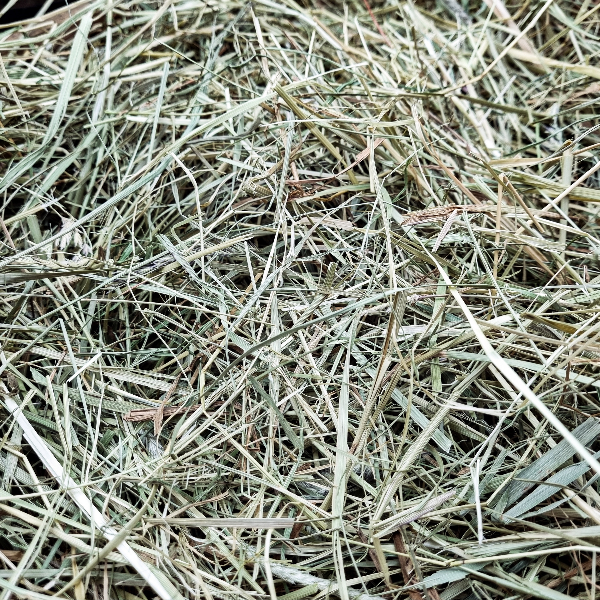 BunnyNature | Foin Premium – Image 2