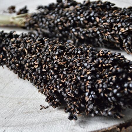 Nacture | Épis de Sorgho noir