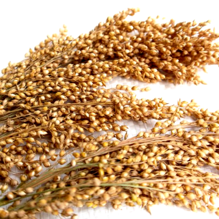 Nacture | Épis de millet