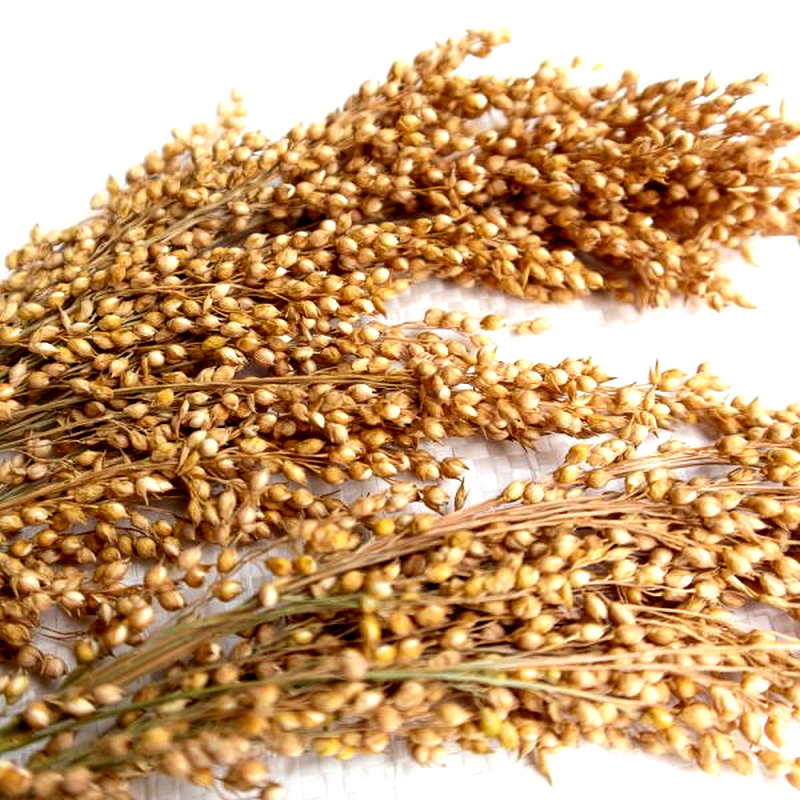 Nacture | Épis de millet