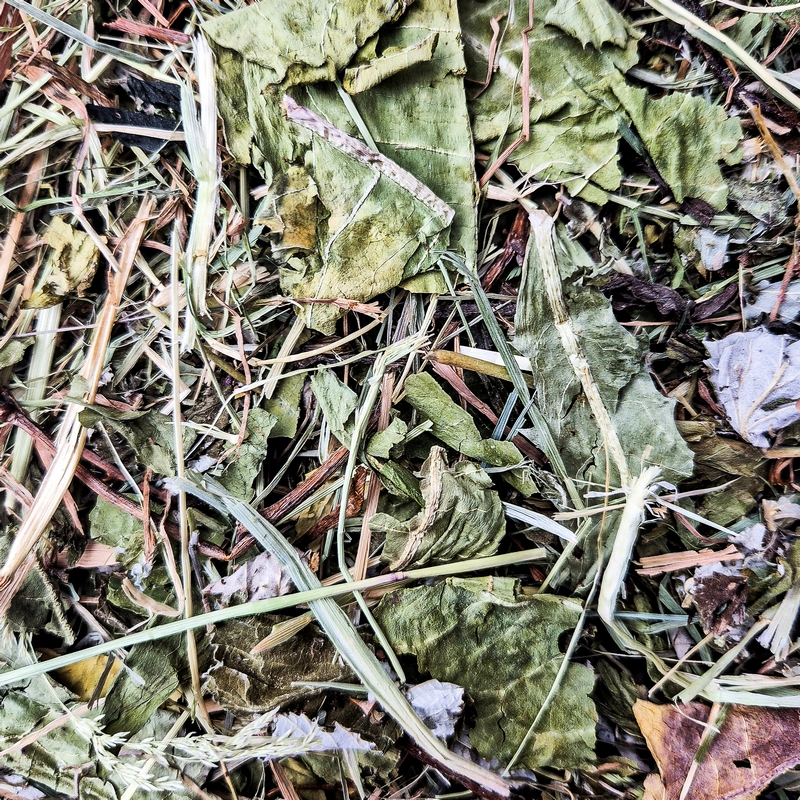 Nacture | Mélange feuillu