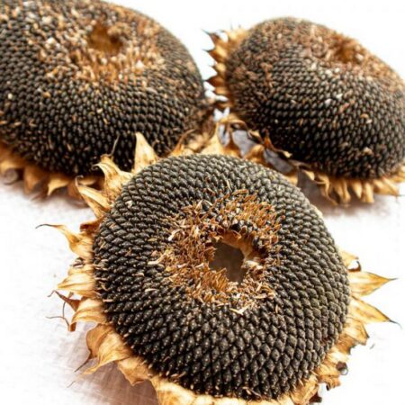 Nacture | Tête de tournesol