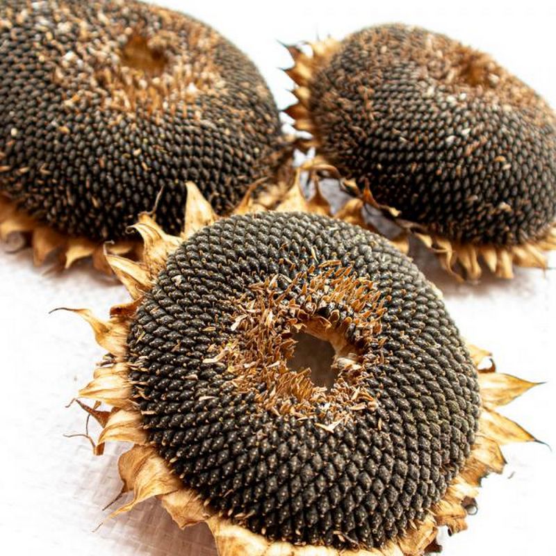 Nacture | Tête de tournesol