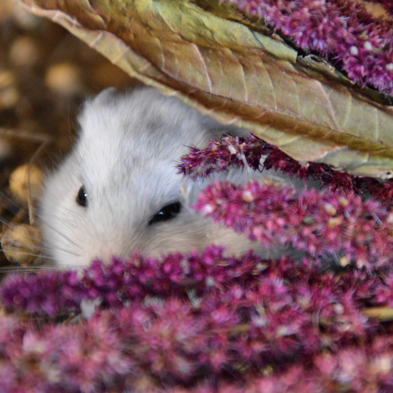 Nacture | Épis d'amaranthe – Image 2