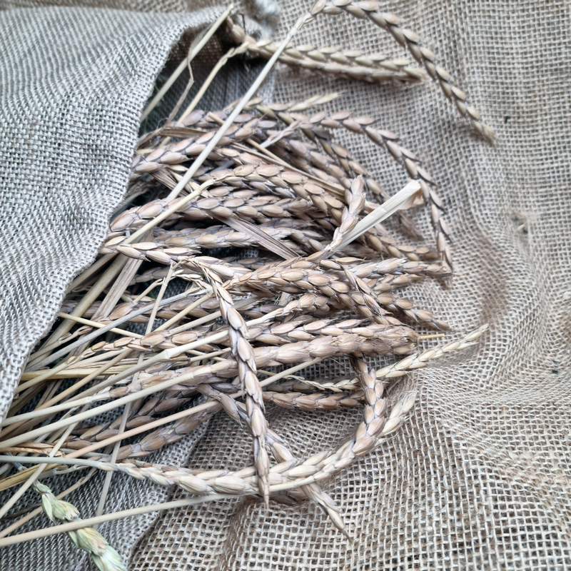 Nacture | Épis d'épeautre