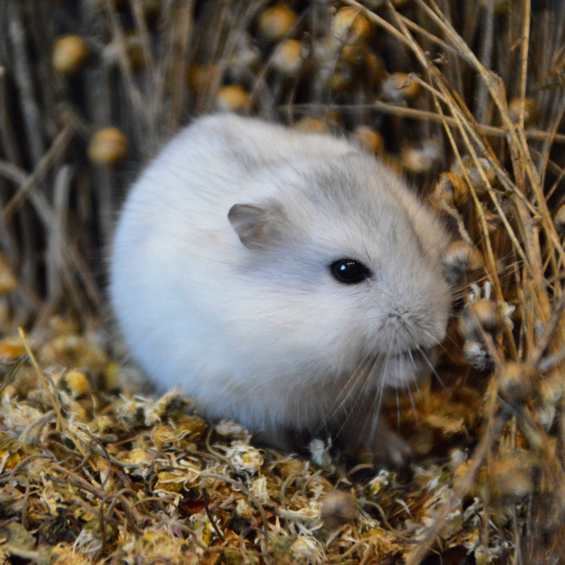 Nacture | Épis de lin – Image 2