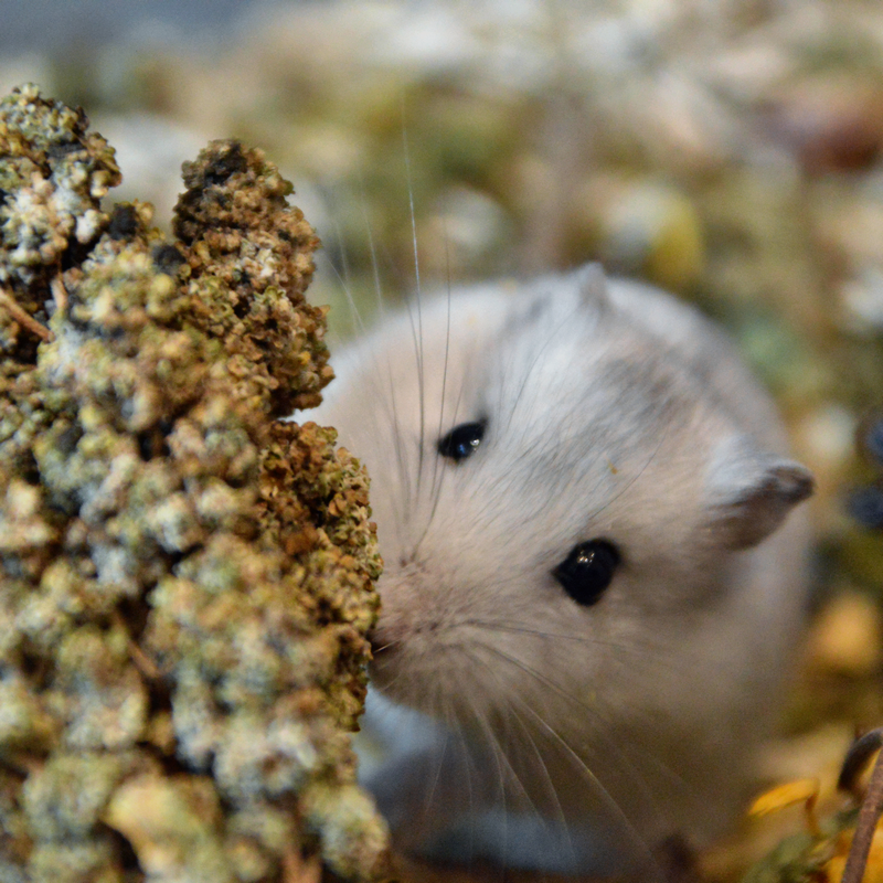 Nacture | Épis de quinoa – Image 2