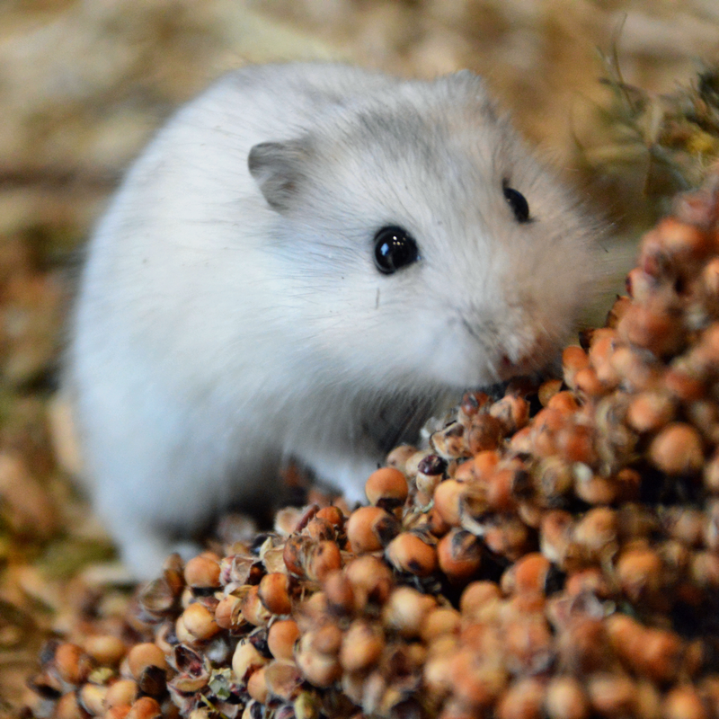 Nacture | Épis de Sorgho roux – Image 2