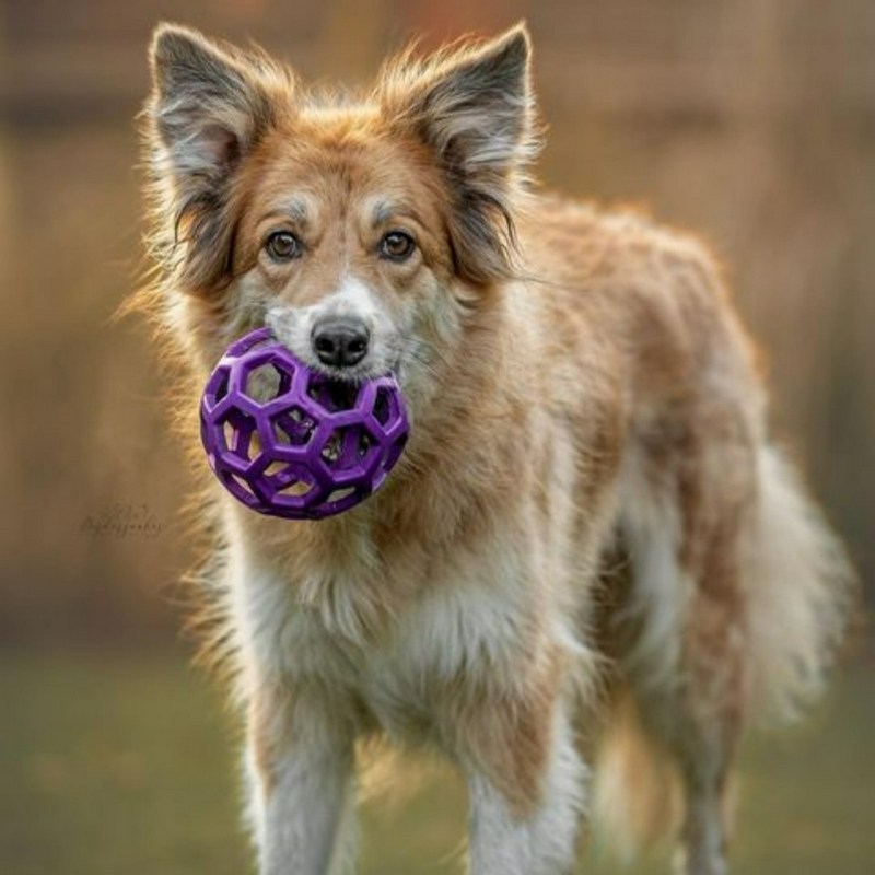 JW | Balle Roller HOLL-EE – Image 4