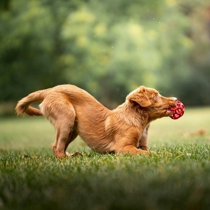 JW | Balle Roller HOLL-EE – Image 5