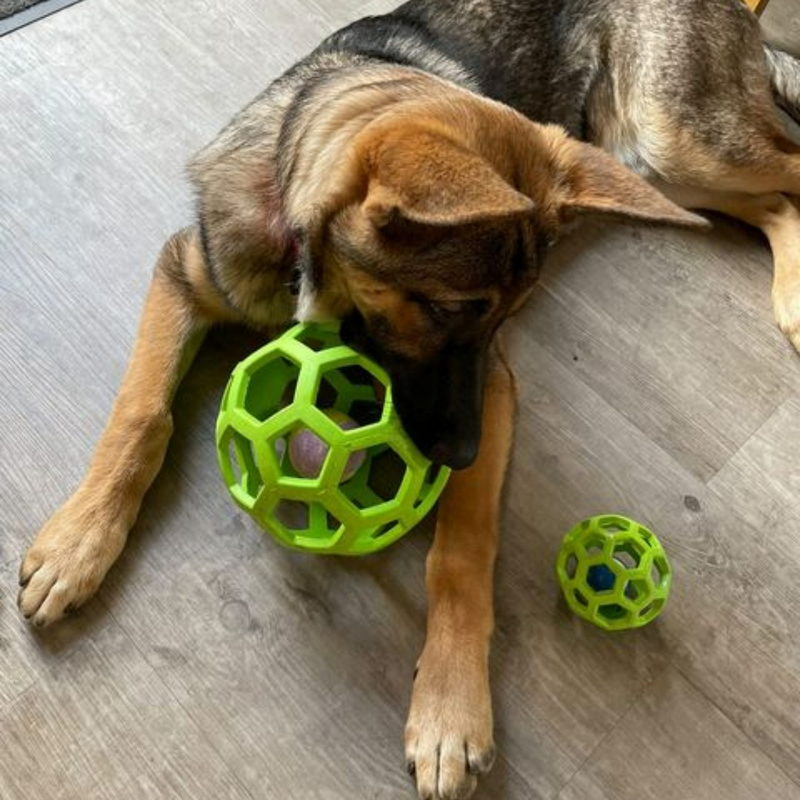 JW | Balle Roller HOLL-EE – Image 6