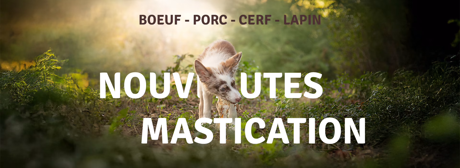 NOUVEAUTES_MASTICATION